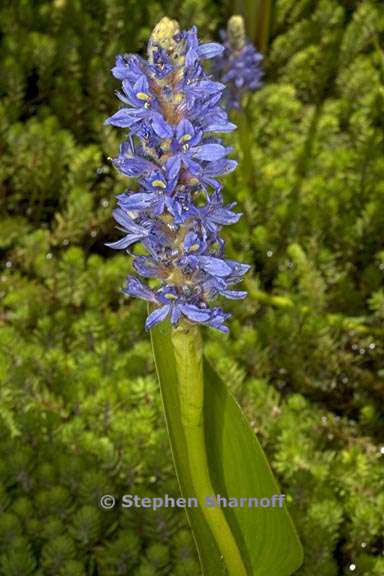 pontederia cordata 1 graphic